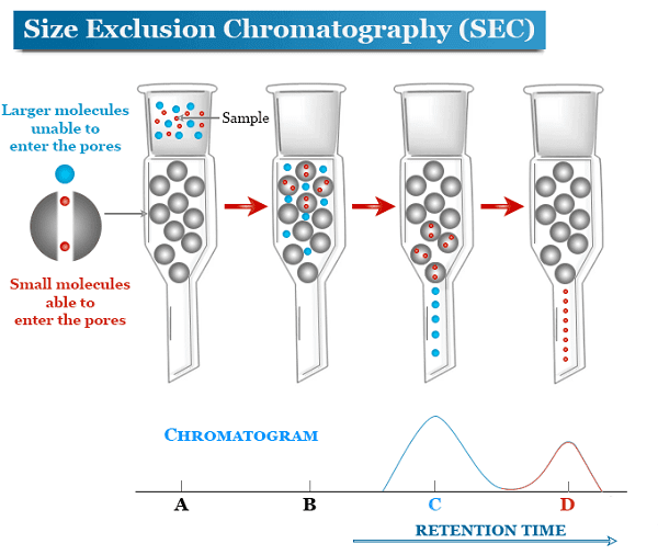 Size Exclusion Chromatography 2